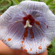Illustration for article titled Why Does This Flower Make Red Nectar?